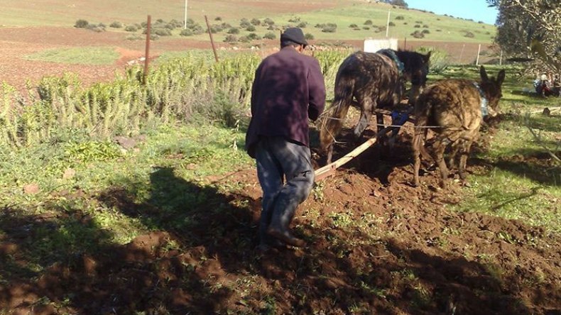 عادات غريبة وطريقة تصنع أيام البذر والحرث في القرى والمداشر