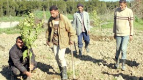 “مديريات الفلاحة استلمت 52 ألف ملف في إطار تنفيذ قانون العقار الفلاحي”