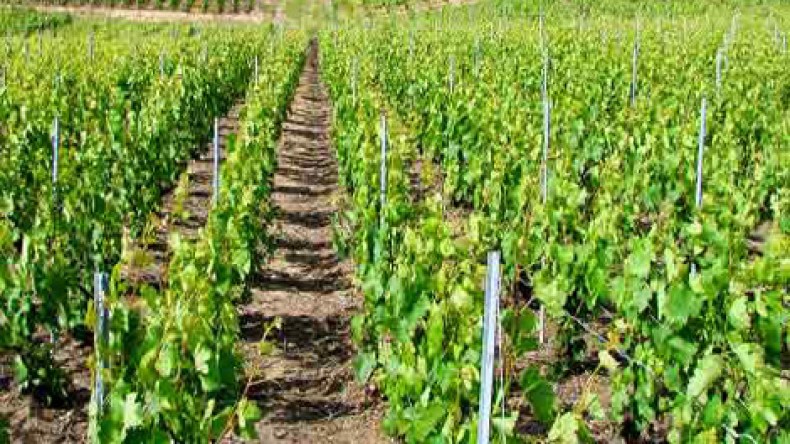 قروض تصل إلى 100 مليون للفلاحين المؤمّنين