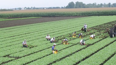 Rome opens the foreign employment in front of Algerians