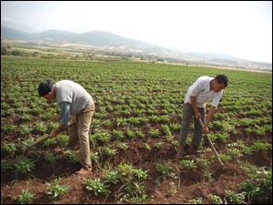 State agricultural lands: 107,000 applications submitted by farmers