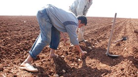 ولاة رفضوا 100 مقترح لتفادي “تجويع” الجزائريين!