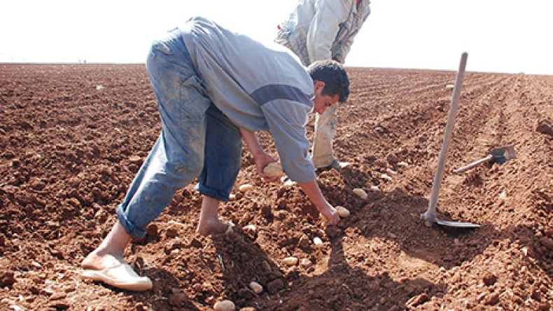 الفلاحة تواجه أزمة يد عاملة في الجزائر