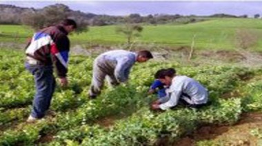 Lancement d’un programme de soutien de la BM au secteur agricole