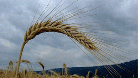 Algerian government considers new procedures over the agricultural sector
