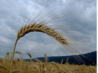 Algerian government considers new procedures over the agricultural sector