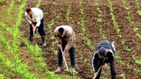 انتخاب‭ ‬رئيس‭ ‬الغرفة‭ ‬الوطنية‭ ‬للفلاحة‭ ‬أكتوبر‭ ‬المقبل