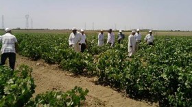 برنامج صيني لتكوين الفلاحين الجزائريين