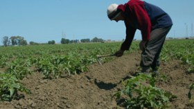 الشروع في مسح ديون الفلاحين والعملية قد تستغرق 3 أشهر