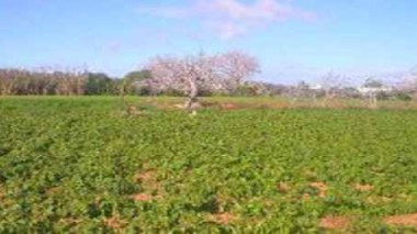 Agriculture : conflit entre les propriétaires algériens et l’administration tunisienne