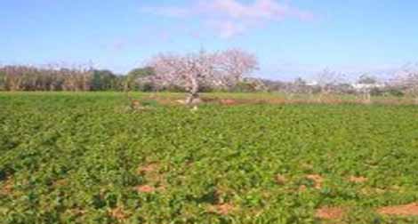 Agriculture : conflit entre les propriétaires algériens et l’administration tunisienne