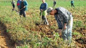 وزارة الفلاحة ترفع التجميد عن العامة للامتيازات الفلاحية