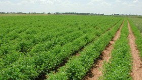 70 في المائة من الفلاحين لم يستفيدوا من مسح الديون