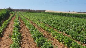 لإنقاذ الاستثمار الوطني يجب إسقاط قانون 1/50 الخاص باستغلال المساحات المغطاة