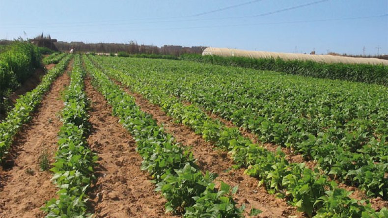 لإنقاذ الاستثمار الوطني يجب إسقاط قانون 1/50 الخاص باستغلال المساحات المغطاة