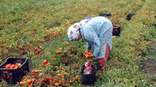 100 ألف سيّدة أعمال بالجزائر و50 % من المناصب للنساء