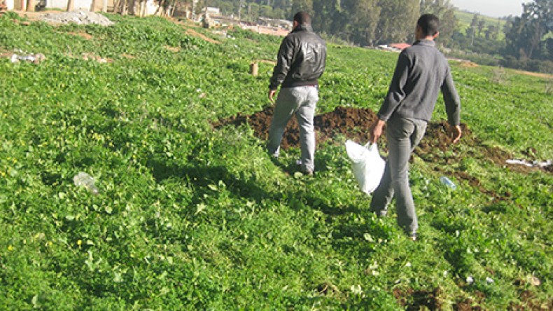 تسويق بذور بطاطا فاسدة وأسمدة مغشوشة بين الفلاحين