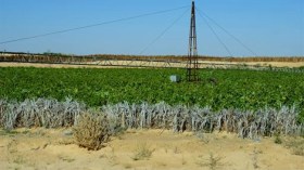 سوناطراك تدخل الاستثمار الفلاحي بالجلفة