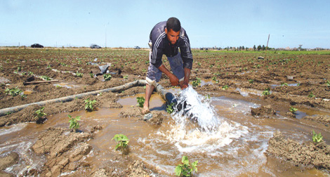 Algeria: Farmers oust hapless investors from agricultural concession lands