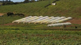 ألـّي حرثوا دكّوا!