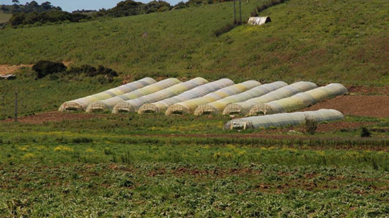 ألـّي حرثوا دكّوا!