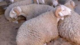 موالون يبيعون الخرفان بالحجوزات ويحددون السعر عشية العيد