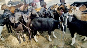 قبيل العيد.. الكباش بثمانية ملايين والزوالية يلجأون إلى الماعز