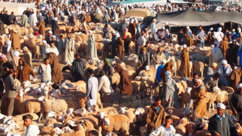 البلديات تتحمل مسؤولية انتشار الأسواق الفوضوية