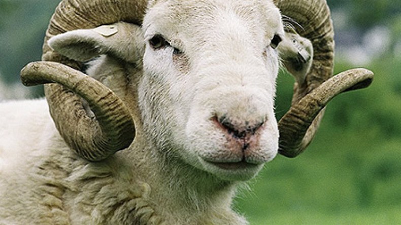 أب ينتحر في أم البواقي وآخر في عنابة بسبب عجزهما عن شراء الأضحية !!!