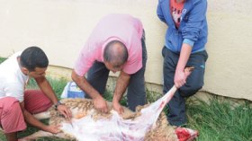 لجان بيطرية لمداهمة وتفتيش المذابح الجماعية في عيد الأضحى