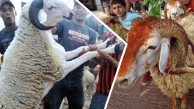 هذه هي التجاوزات التي يجب على الجزائريين تفاديها خلال عيد الأضحى