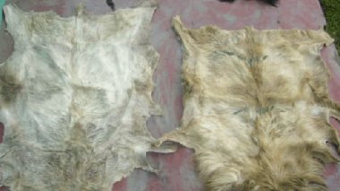 85 % of Algerian leather smuggled to abroad