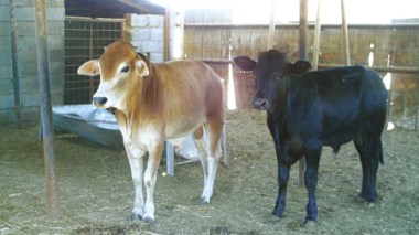 Aïd El Kebir: les Algériens optent pour le bouc et le bœuf