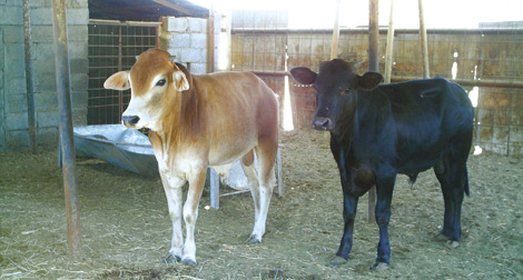 Aïd El Kebir: les Algériens optent pour le bouc et le bœuf