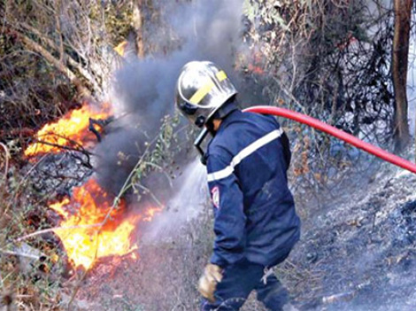 Algeria Forestry Department: “Arsonists involved in forest blazes will be severely punished”