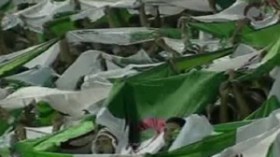 1300  جزائري  يصنعون  فسيفساء  خضراء  وحمراء  في  أنغولا