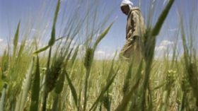 Algeria in Push to Cut Reliance on Foreign Grain