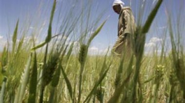 Algeria in Push to Cut Reliance on Foreign Grain