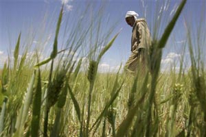 Algeria in Push to Cut Reliance on Foreign Grain