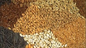 خفض أسعار القمح والفاصوليا والعدس والحمص إلى 40 بالمائة