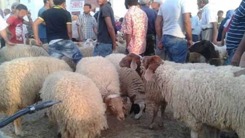 مربون متخوفون من انتقال مرض الطاعون إلى أضاحي العيد