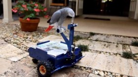 أمريكي يصنع سيارة يقودها ببغاء بمنقاره