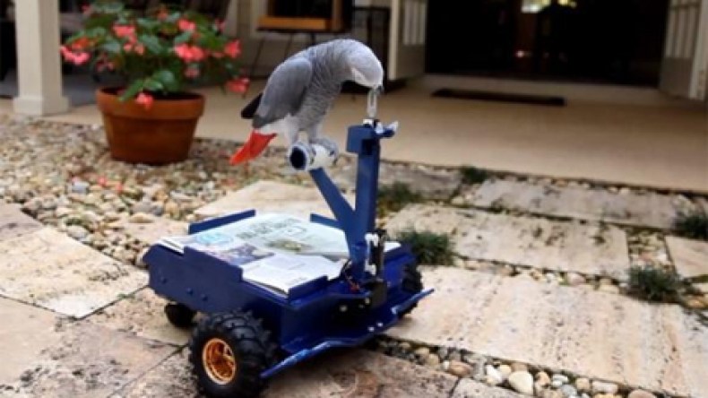 أمريكي يصنع سيارة يقودها ببغاء بمنقاره