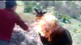 هيفاء رزاقي للشروق:ناشر الفيديو من قسنطينة..لكنه ليس من أحرق الحمار