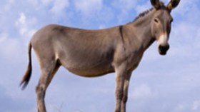 العثور على رؤوس حمير مذبوحة داخل أكياس بلاستيكية!