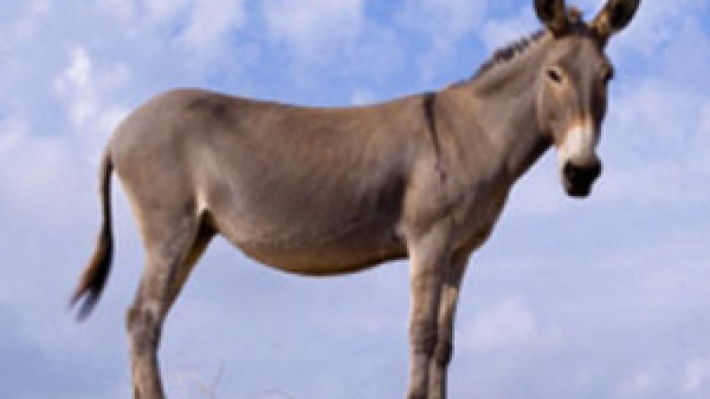 العثور على رؤوس حمير مذبوحة داخل أكياس بلاستيكية!