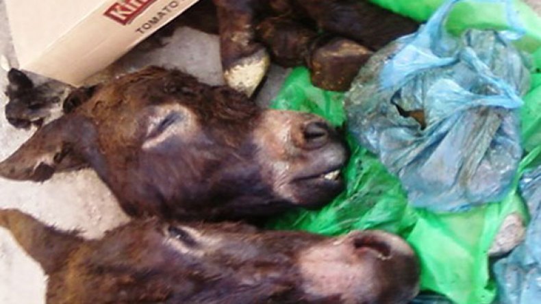 العثور على رؤوس حمير بتيزي وزو