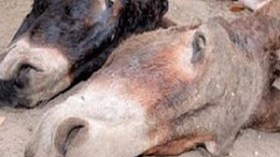 إشاعة العثور‭ ‬على‭ ‬‮”‬رؤوس‭ ‬حمير‮”‬‭ ‬تثير قلقا بين سكان بلعباس