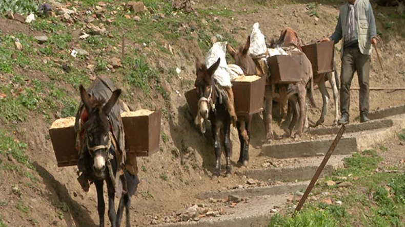 الحمار..الحيوان الذي تحوّل إلى مهندس لأجمل قرى منطقة القبائل!