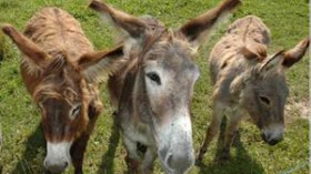 لحوم حمير في مطاعم ومحلات بقالمة